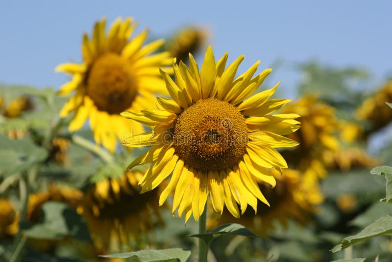 Kansas-Land-Sonnenblumennahaufnahme lizenzfreie stockbilder Kansas-Land-Sonnenblumennahaufnahme lizenzfreie stockbilder