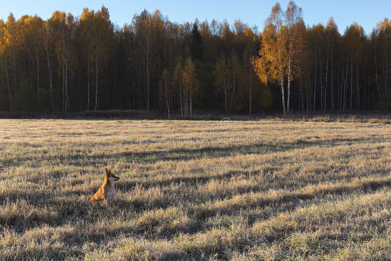 Kant av fältet och djupfryst gräs för skog på fältet i morgonsolen arkivbild Kant av fältet och djupfryst gräs för skog på fältet i morgonsolen arkivbild