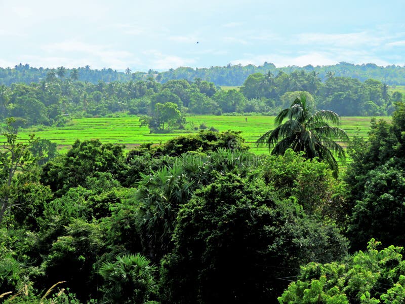 Kantalai-risfält i Sri lanka. royaltyfri fotografi