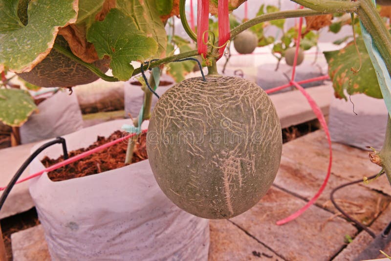 Kantalup lub muskmelon, owocowa Cucurbitaceae rodzina zdjęcia royalty free Kantalup lub muskmelon, owocowa Cucurbitaceae rodzina zdjęcia royalty free