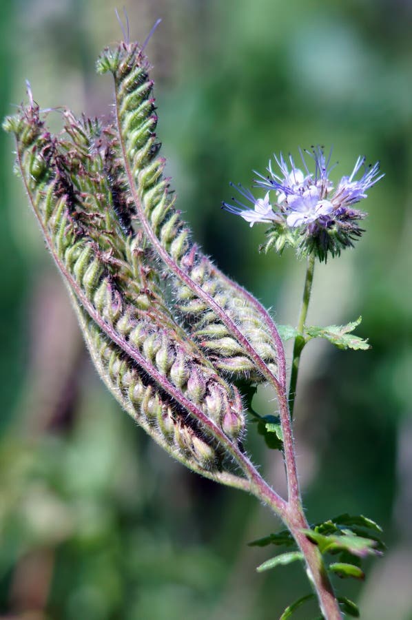 Kanten phacelia of purpere tansy (phaceliatanacetifolia) royalty-vrije stock afbeeldingen Kanten phacelia of purpere tansy (phaceliatanacetifolia) royalty-vrije stock afbeeldingen