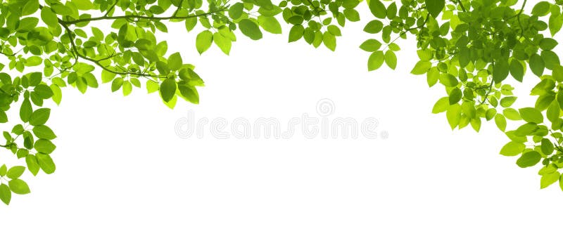 Kantgreenleaves royaltyfri fotografi