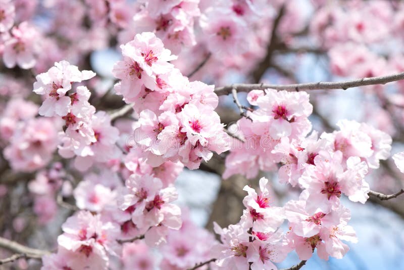 Kanzakura cherry tree in blossom royalty free stock image