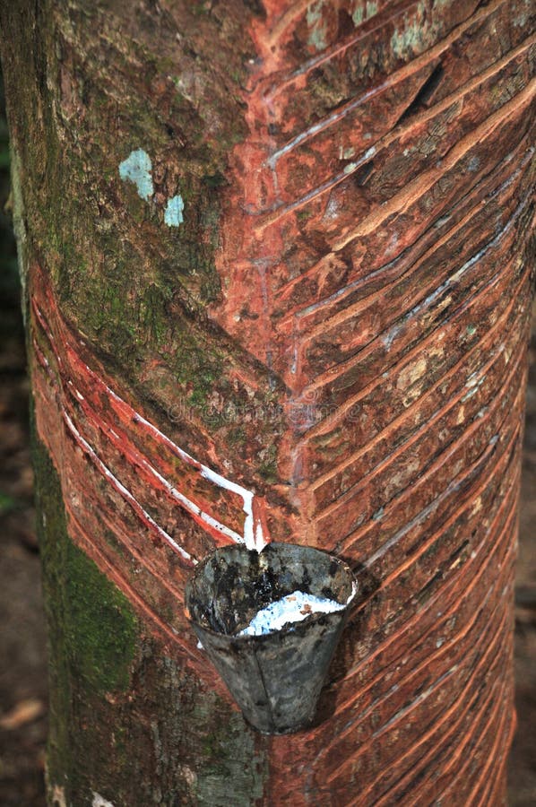 Kapiący lateksowy gumowy drzewo