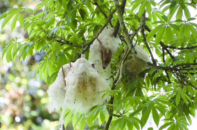 Kapok Fibre - Zanzibar - Tanzania stock photos Kapok Fibre - Zanzibar - Tanzania stock photos