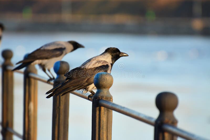 Hooded crows resting on an iron railing near the river, shallow dof. Hooded crows resting on an iron railing near the river, shallow dof