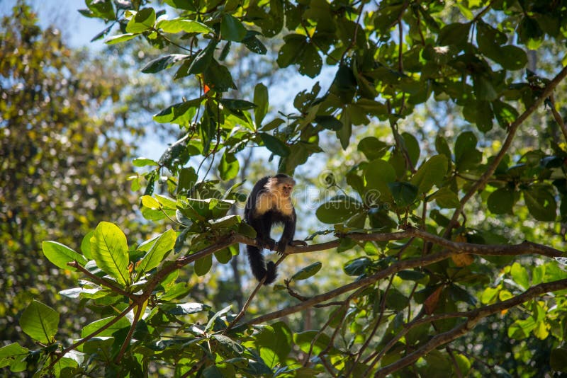 Kapuzineraffe in einem Baum Dschungelszene in Costa Rica stockfotos Kapuzineraffe in einem Baum Dschungelszene in Costa Rica stockfotos