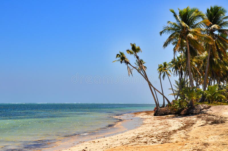 Karaiby plaża z długie palmy i biały piasek zdjęcie royalty free Karaiby plaża z długie palmy i biały piasek zdjęcie royalty free