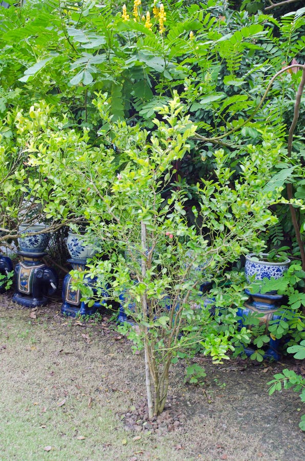 Karanda dell'albero di Caunda con la foglia immagine stock libera da diritti Karanda dell'albero di Caunda con la foglia immagine stock libera da diritti
