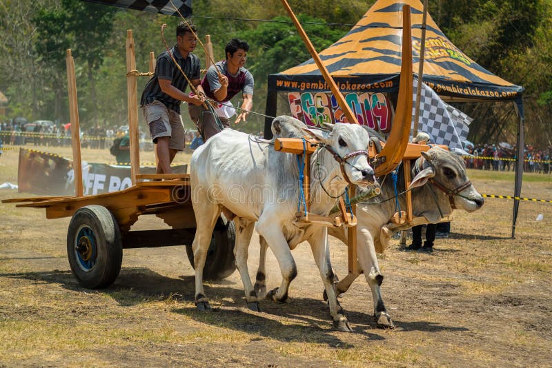 Karapan Sapi  redaktionell bild Bild av fara barn kultur 