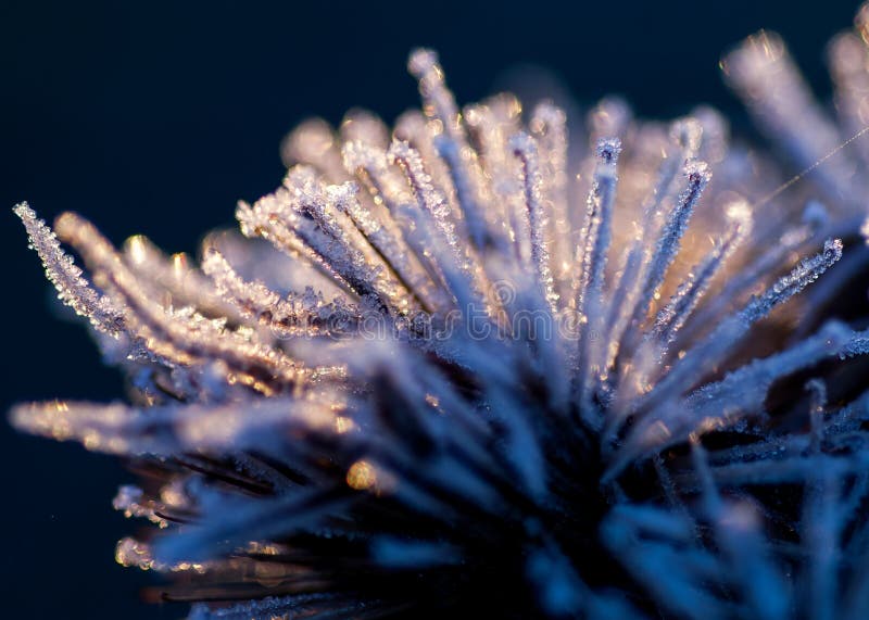 Lesser burdock (Arctium minor) seed heads in frost and winter light. Lesser burdock (Arctium minor) seed heads in frost and winter light