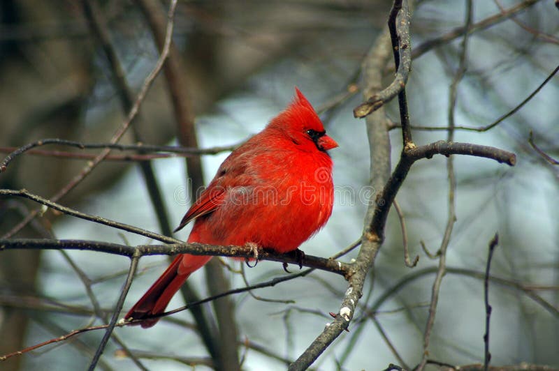 A Picture of a male cardinal on a limb in a forest in indiana. A Picture of a male cardinal on a limb in a forest in indiana