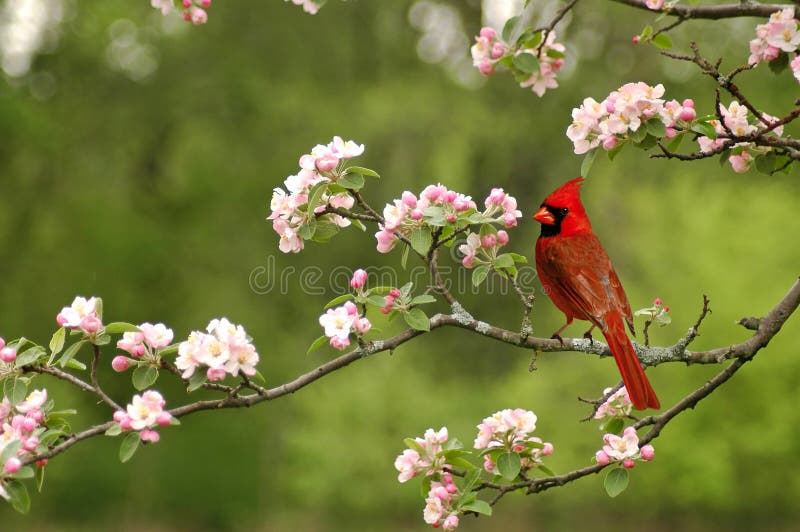 A picture of a male cardinal in a cherry blossom tree. A picture of a male cardinal in a cherry blossom tree