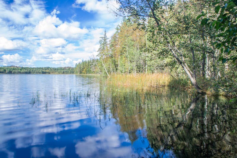 Karelian Lake in the Noon, Grass, Trees, Sky and Clouds 2 Stock Image ...