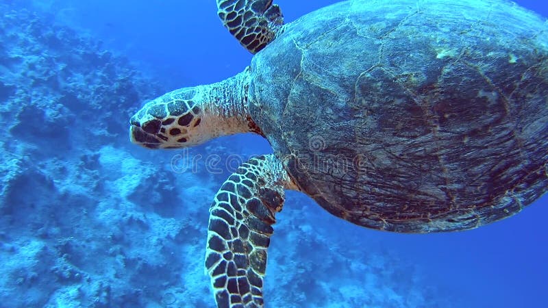 Karettschildkröteschwimmen des Roten Meers auf tropischer Korallenriffwand