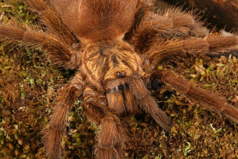 Karibischer goldener grauer Tarantula lizenzfreie stockfotografie Karibischer goldener grauer Tarantula lizenzfreie stockfotografie
