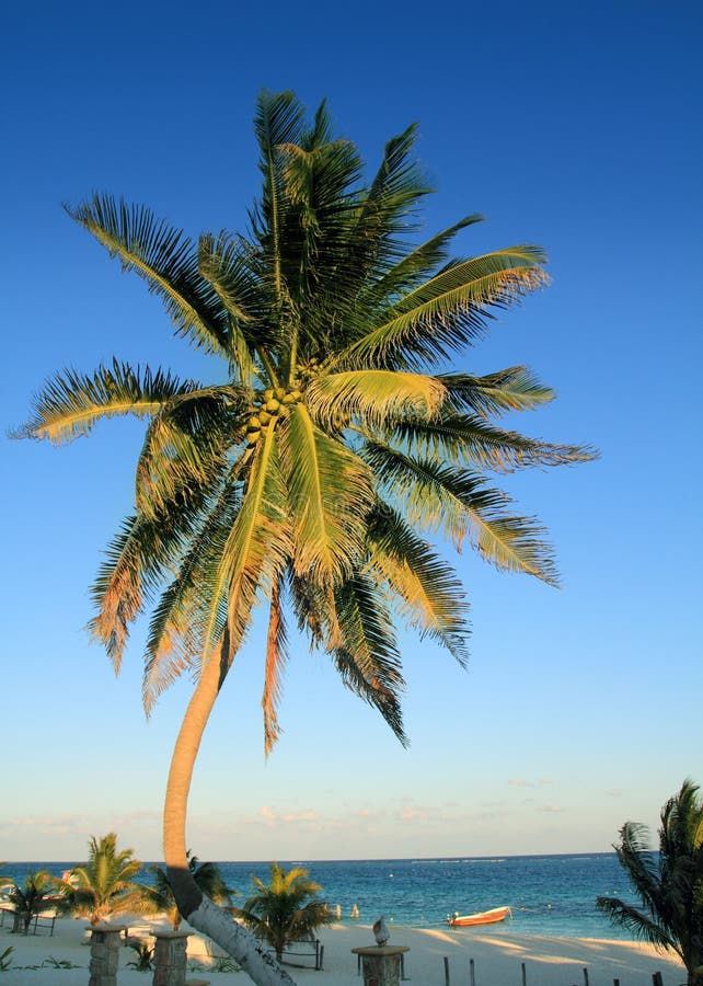 Karibischer Tropischer Strand Der KokosnussPalmen Stockbild - Bild von ...