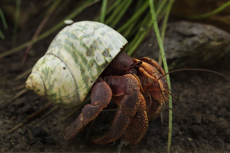 Karibisches Einsiedlerkrebs Coenobita-clypeatus Stockbild - Bild von ...