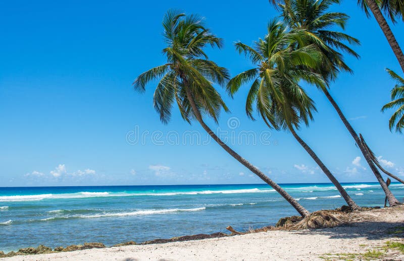 Karibiskt gömma i handflatan stranden royaltyfri fotografi