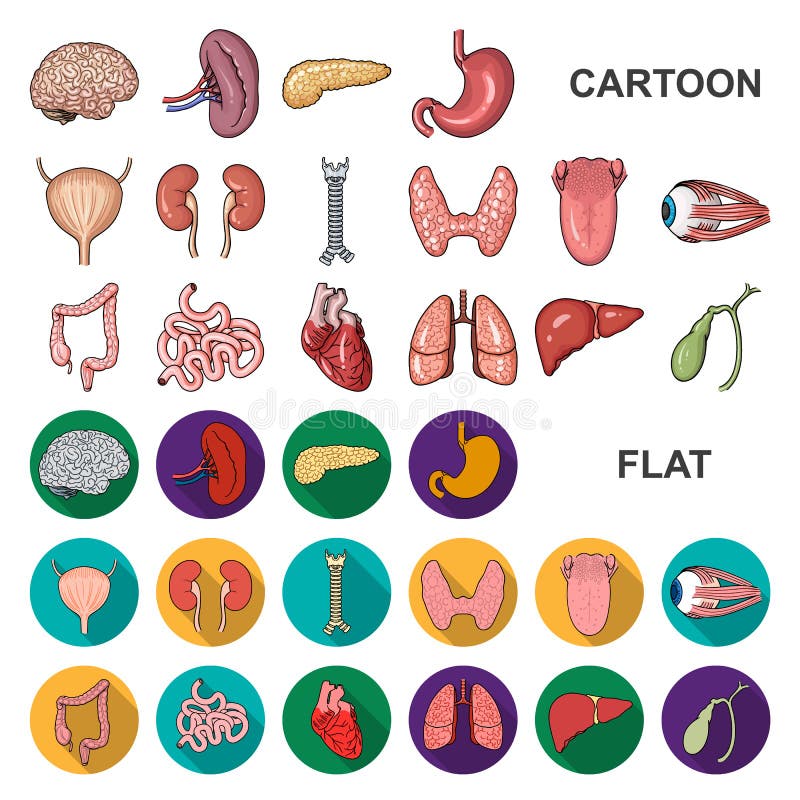 Karikaturikonen der menschlichen Organe in der Satzsammlung für Design Anatomie- und Organvektorsymbol-Vorratnetz