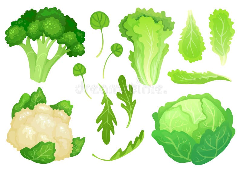 Karikaturkohlpflanzen Frische Kopfsalatblätter, Pflanzenkostsalat und Grünkohl des gesunden Gartens Blumenkohlhauptvektor lizenzfreie abbildung Karikaturkohlpflanzen Frische Kopfsalatblätter, Pflanzenkostsalat und Grünkohl des gesunden Gartens Blumenkohlhauptvektor lizenzfreie abbildung