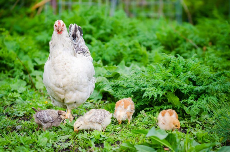 Hen with small newly born chicks pecking in the green rural natural grass looking at you trying to protect her new born babys. Hen with small newly born chicks pecking in the green rural natural grass looking at you trying to protect her new born babys