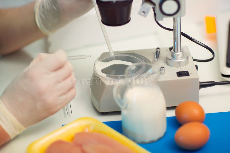 Karmowy kontrola jakości ekspert sprawdza przy dojną próbką w laboratorium obrazy royalty free