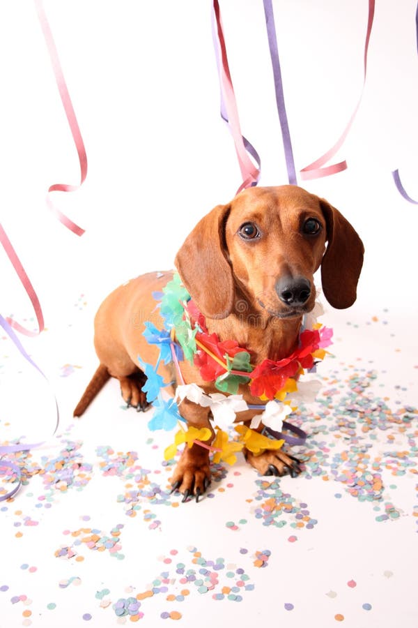 An isolated dachshund on a white background enjoying the Carnival party. An isolated dachshund on a white background enjoying the Carnival party.