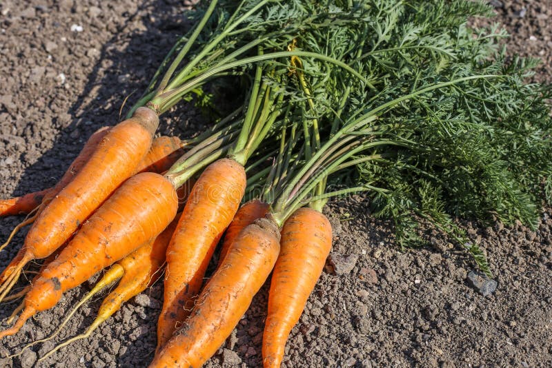 Karotten, Frisch Gegraben Ernte Im Garten Stockbild - Bild von ...