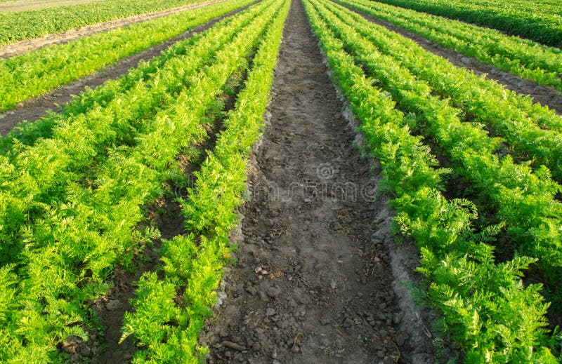 Karottenplantagen wachsen auf dem Gebiet Gem?sereihen Wachsendes Gem?se Bauernhof Landschaft mit Ackerland Ernten frisch lizenzfreie stockfotos Karottenplantagen wachsen auf dem Gebiet Gem?sereihen Wachsendes Gem?se Bauernhof Landschaft mit Ackerland Ernten frisch lizenzfreie stockfotos