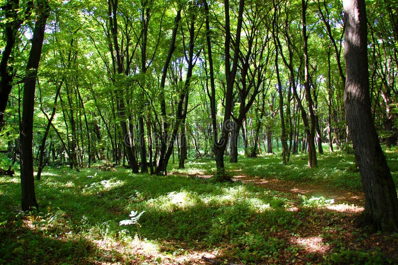 Karpatisch die bos van binnenuit in de wildernis van de Oekraïense bergen wordt gezien Struiken en bomen in schaduwen met heldere stock foto's Karpatisch die bos van binnenuit in de wildernis van de Oekraïense bergen wordt gezien Struiken en bomen in schaduwen met heldere stock foto's