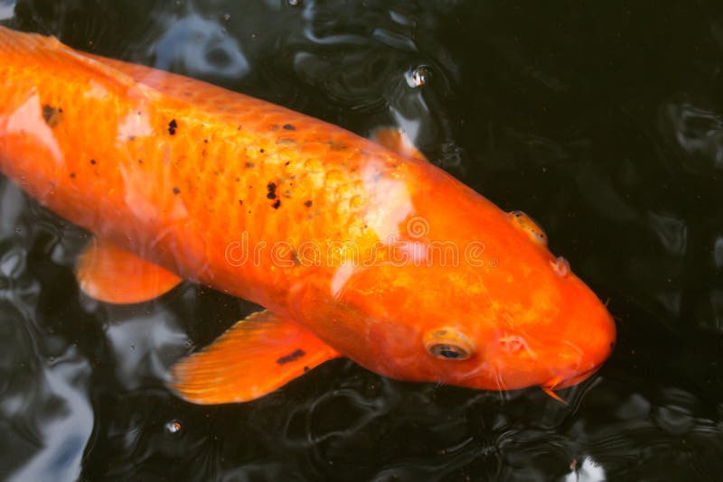 Karpfen in einem Teich stockbild. Bild von fauna, tier 33277115