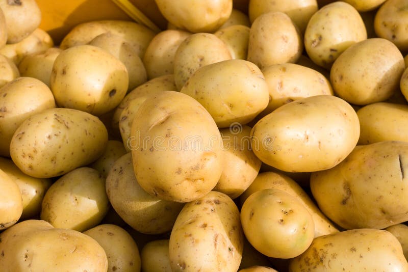 Kartoffel stockbild Kartoffel stockbild