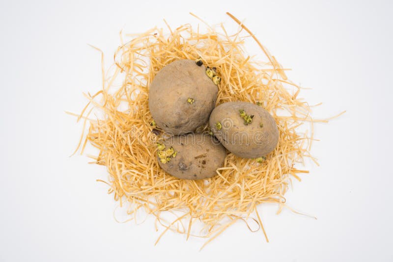 Kartoffel auf dem Nest mit wei?em Hintergrundschie?en im Studio stockbilder Kartoffel auf dem Nest mit wei?em Hintergrundschie?en im Studio stockbilder
