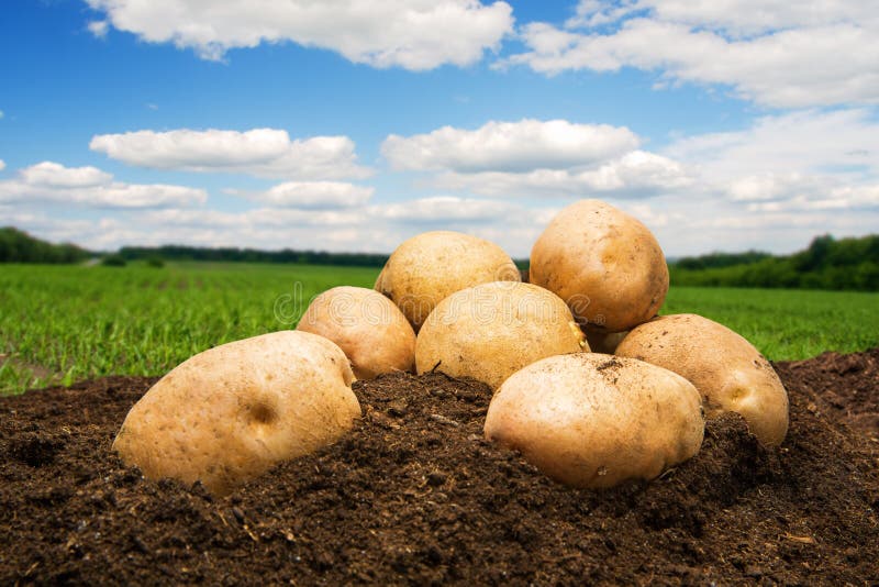 Kartoffeln aus den Grund unter Himmel lizenzfreie stockbilder Kartoffeln aus den Grund unter Himmel lizenzfreie stockbilder