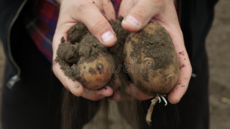 Kartoffeln, die während der Ernte von einem Landwirt geerntet werden. Landwirtschaft hält der Bauer die geernteten Kartoffeln in s