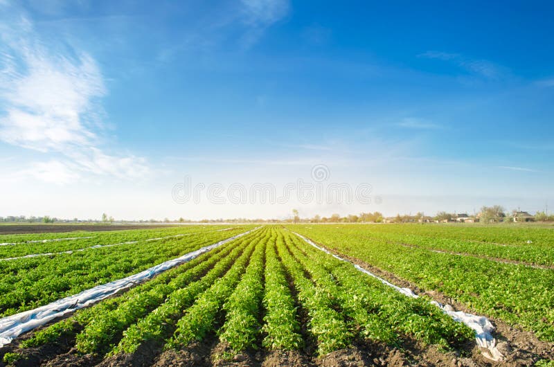 Kartoffelplantagen wachsen auf dem Feld an einem sonnigen Tag Sch?ne landwirtschaftliche Landschaft Wachsendes organisches Gem?se lizenzfreie stockfotos Kartoffelplantagen wachsen auf dem Feld an einem sonnigen Tag Sch?ne landwirtschaftliche Landschaft Wachsendes organisches Gem?se lizenzfreie stockfotos