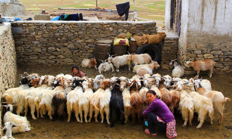 KARZOK, LADAKH, INDIA - 18 AUG 2015: Unidentified woman milking a herd of goats in the yard in Karzok, Ladakh, India. stock image KARZOK, LADAKH, INDIA - 18 AUG 2015: Unidentified woman milking a herd of goats in the yard in Karzok, Ladakh, India. stock image