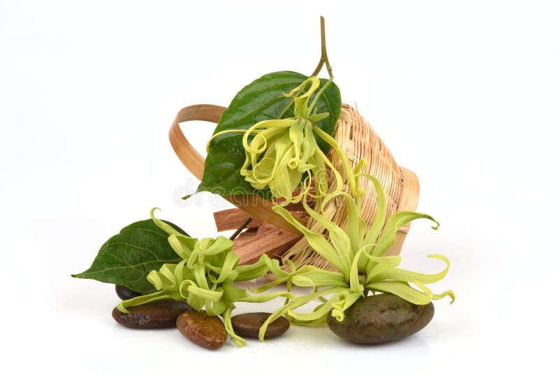 Karłowaty Ylang-Ylang, Ilang - Ilang, Cananga fruticosa zdjęcia stock Karłowaty Ylang-Ylang, Ilang - Ilang, Cananga fruticosa zdjęcia stock