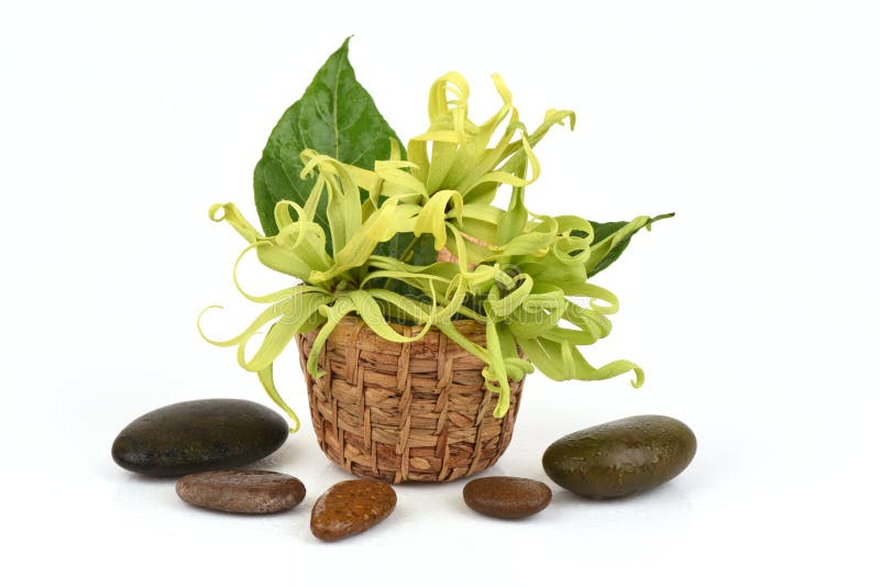 Karłowaty Ylang-Ylang, Ilang - Ilang, Cananga fruticosa obrazy stock Karłowaty Ylang-Ylang, Ilang - Ilang, Cananga fruticosa obrazy stock