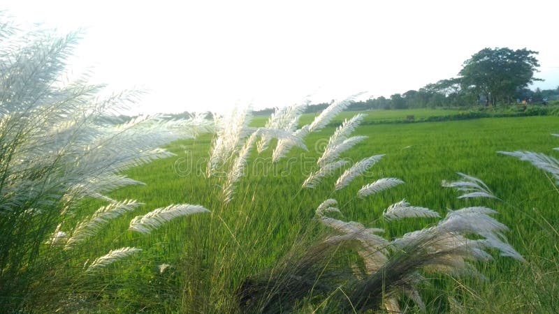 Kashful and Sunray with a Ground in Sunny Daylight Stock Photo - Image of  sunny, sunlight: 127287160