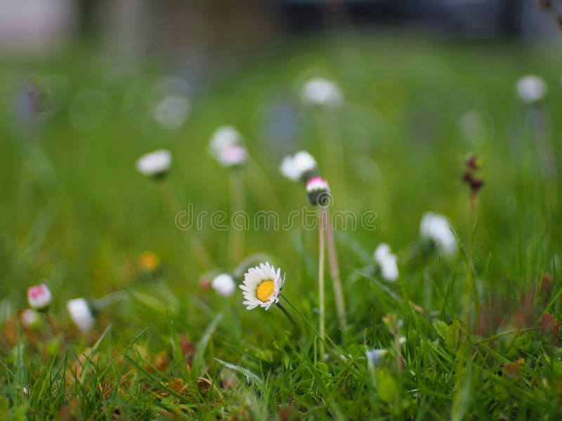Kasta gröngräsfältet med ljusvita och gula blommor som sprids över hela arkivbild
