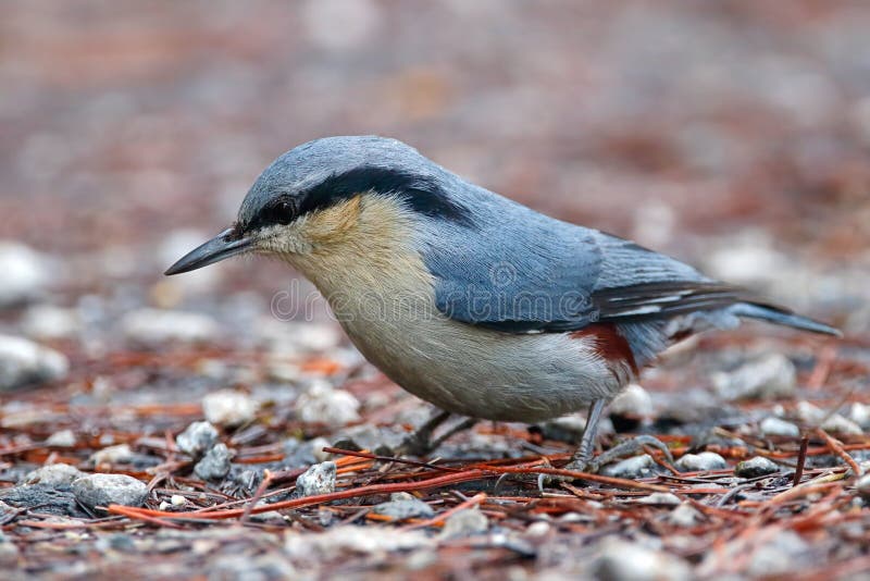 Kastanje-geluchte Nuthatch nagaensis Mooie Vogels van Sitta van Thailand royalty-vrije stock afbeelding Kastanje-geluchte Nuthatch nagaensis Mooie Vogels van Sitta van Thailand royalty-vrije stock afbeelding