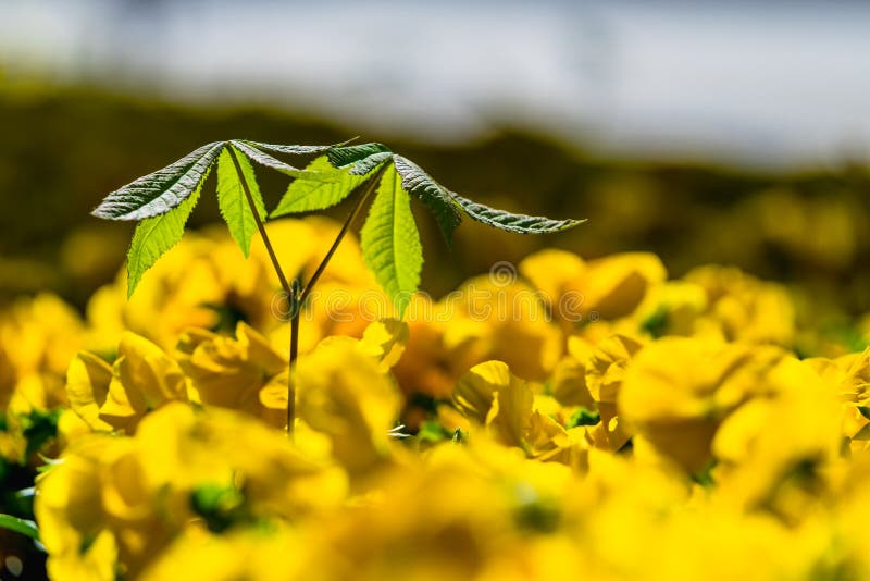 Kastanjebrun grodd bland altfiolblommor i vår royaltyfria bilder Kastanjebrun grodd bland altfiolblommor i vår royaltyfria bilder