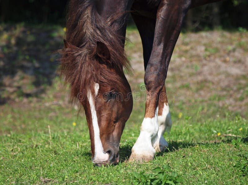 Kastanjebrun hingst som betar på en äng arkivfoto Kastanjebrun hingst som betar på en äng arkivfoto