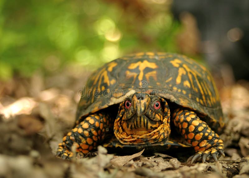 Kasten-Schildkröte lizenzfreies stockfoto Kasten-Schildkröte lizenzfreies stockfoto