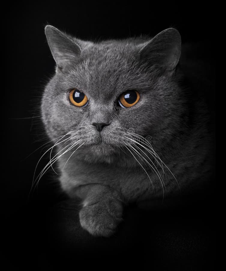 Kat royalty-vrije stock fotografie