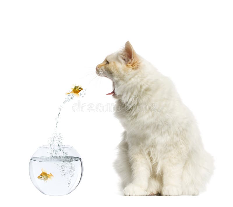 Cat reaching at a goldfish jumping out of its aquarium isolated on white. Cat reaching at a goldfish jumping out of its aquarium isolated on white