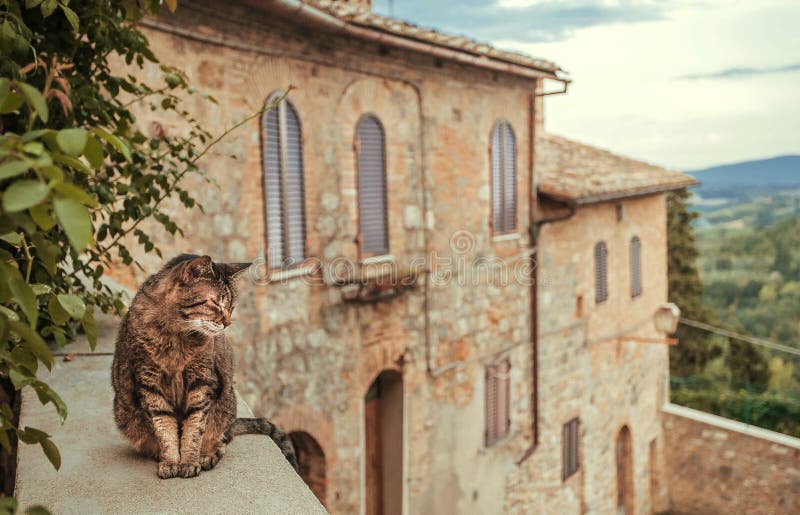 Cat chilling inside courtyard of rural house ot mansion at evening Tuscany. Green trees, hills of countryside in province of Italy. Cat chilling inside courtyard of rural house ot mansion at evening Tuscany. Green trees, hills of countryside in province of Italy.