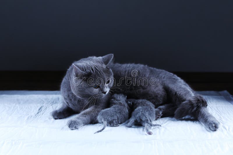 Kat die haar nieuw voeden - geboren katjes, zwarte achtergrond royalty-vrije stock foto Kat die haar nieuw voeden - geboren katjes, zwarte achtergrond royalty-vrije stock foto